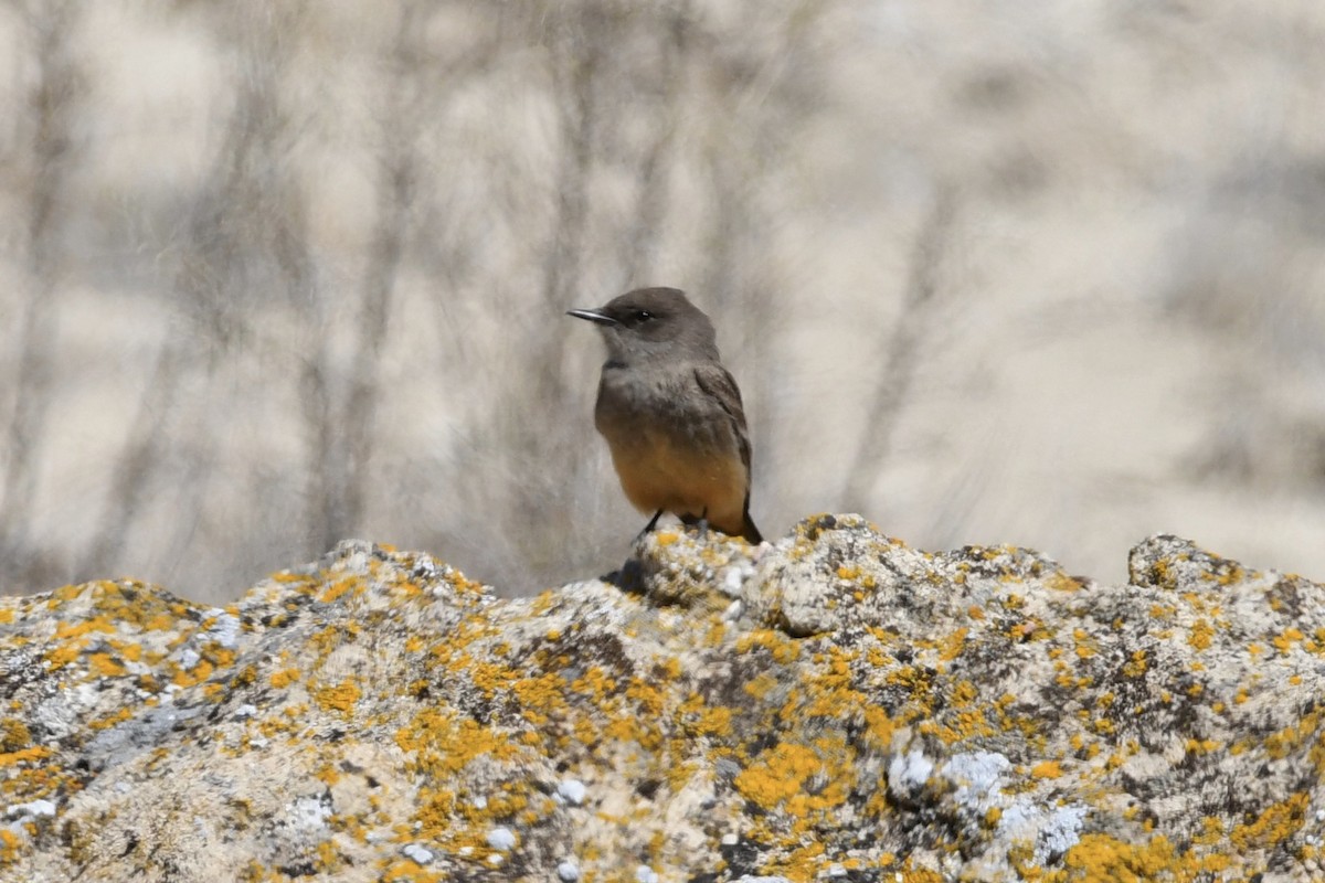 Say's Phoebe - ML327362821