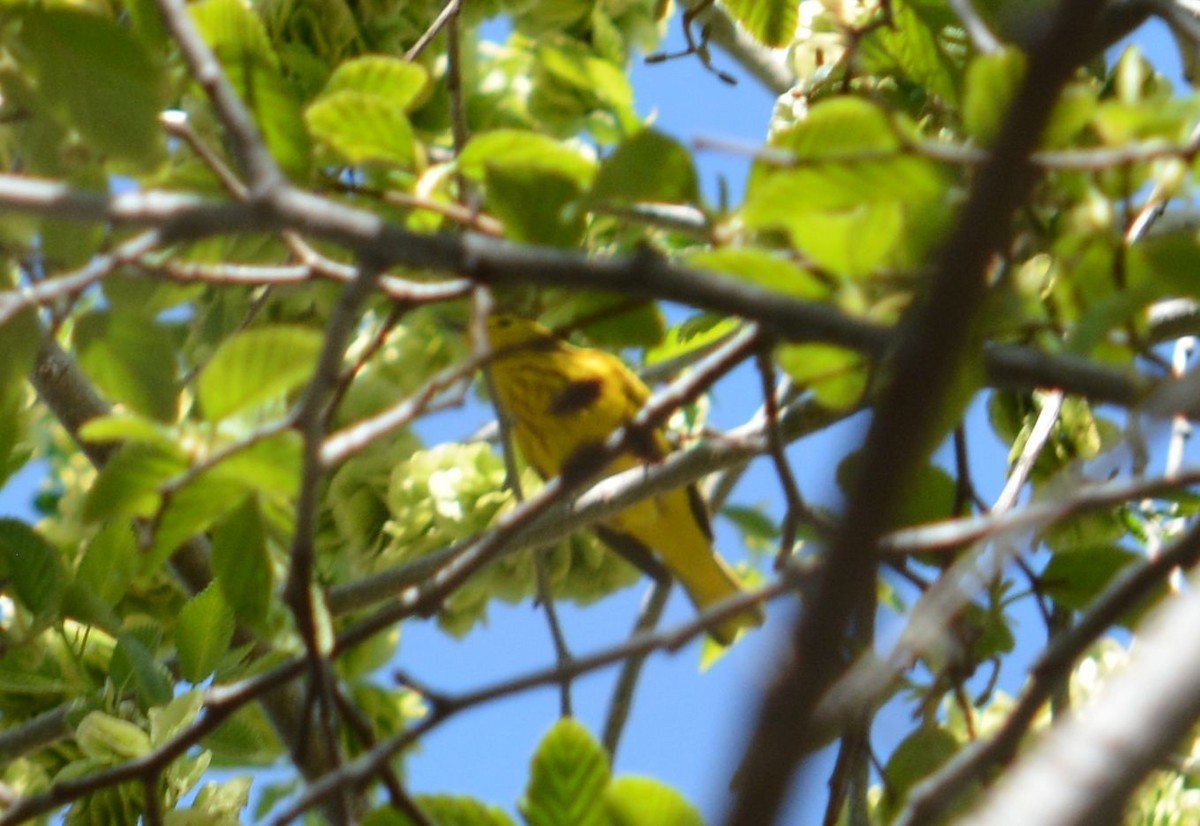 Yellow Warbler - ML327363351