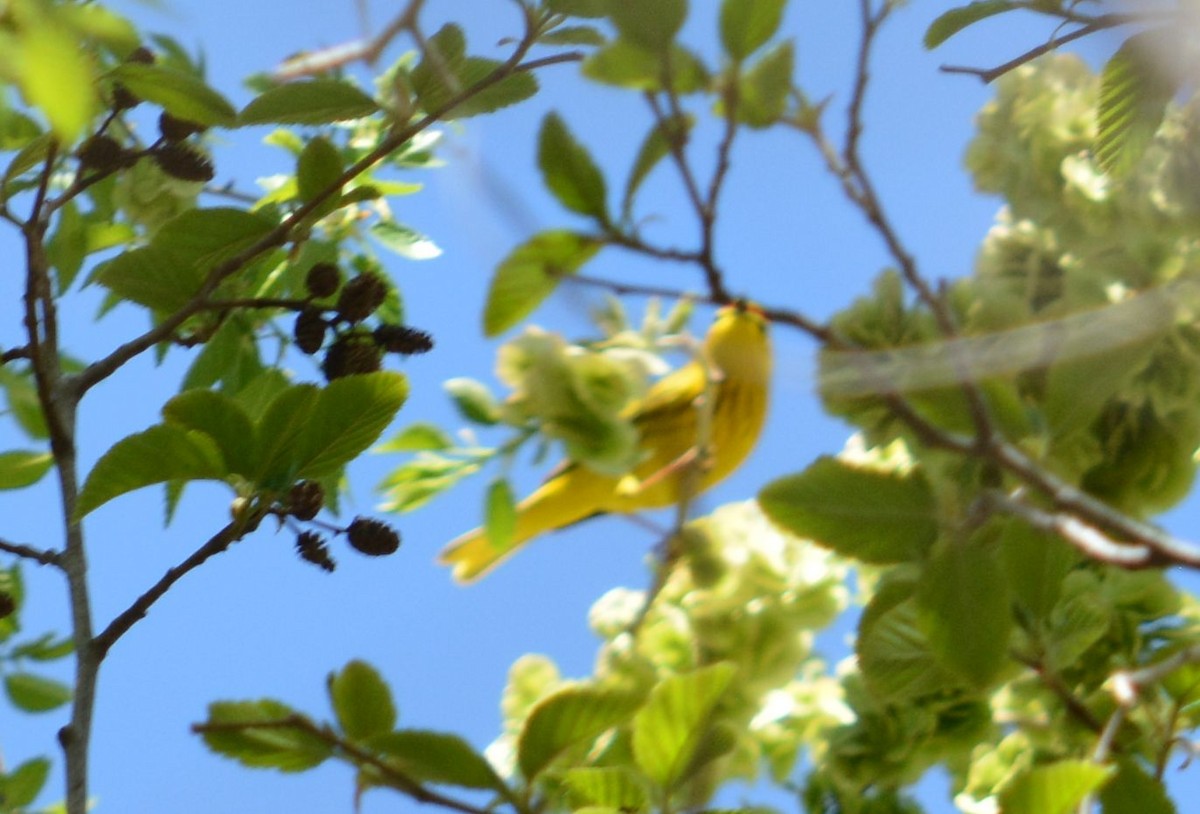 Yellow Warbler - ML327363371