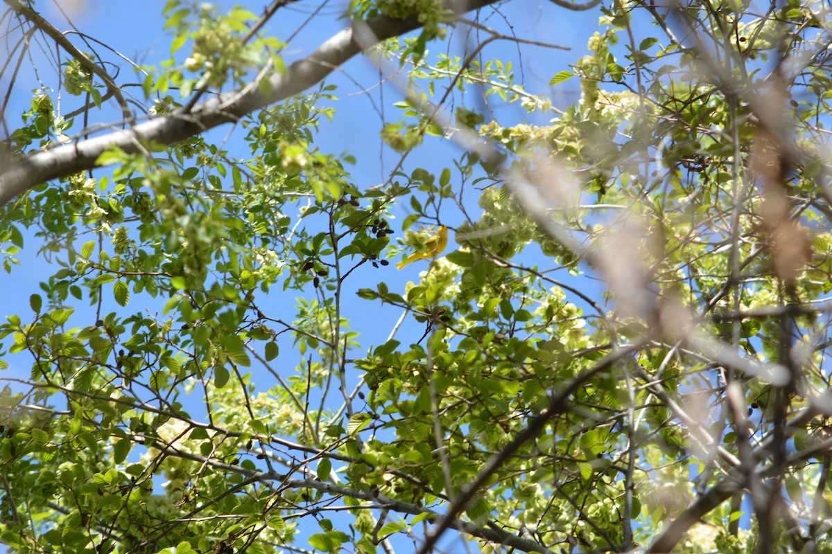 Yellow Warbler - ML327363751