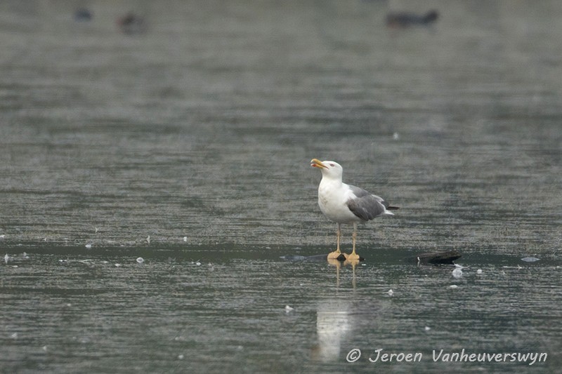 Yellow-legged Gull - ML32736421