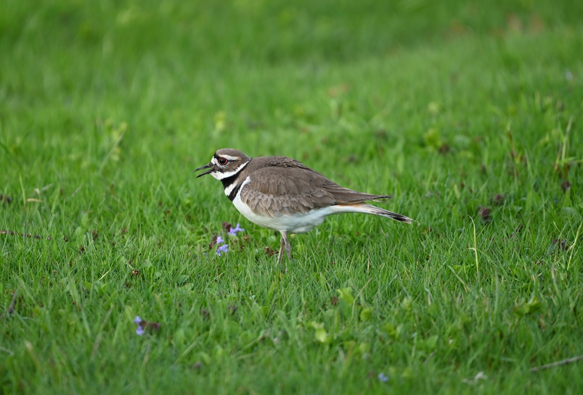 Killdeer - ML327364761