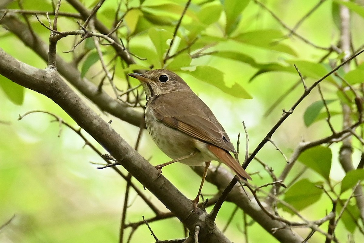 Hermit Thrush - ML327364881