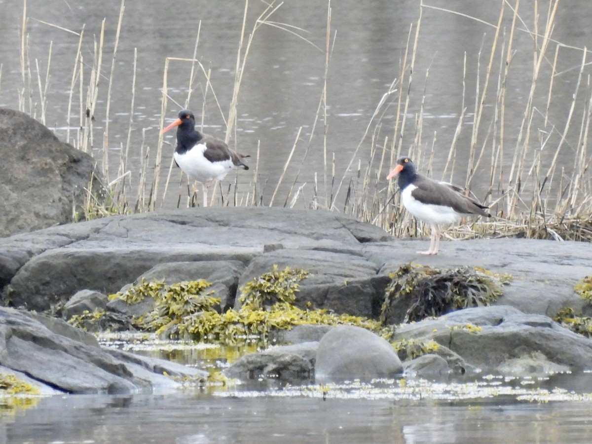 American Oystercatcher - ML327366001