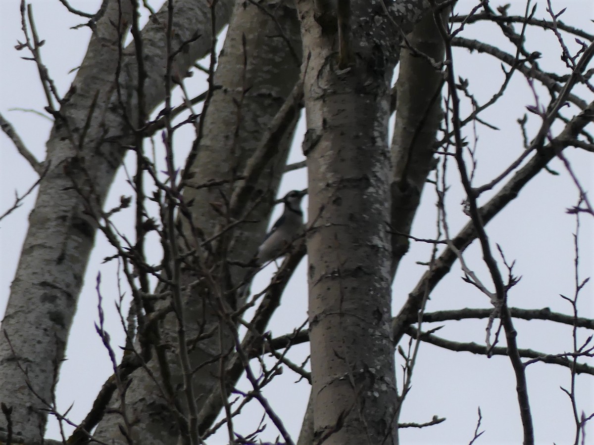 Blue Jay - ML327366201