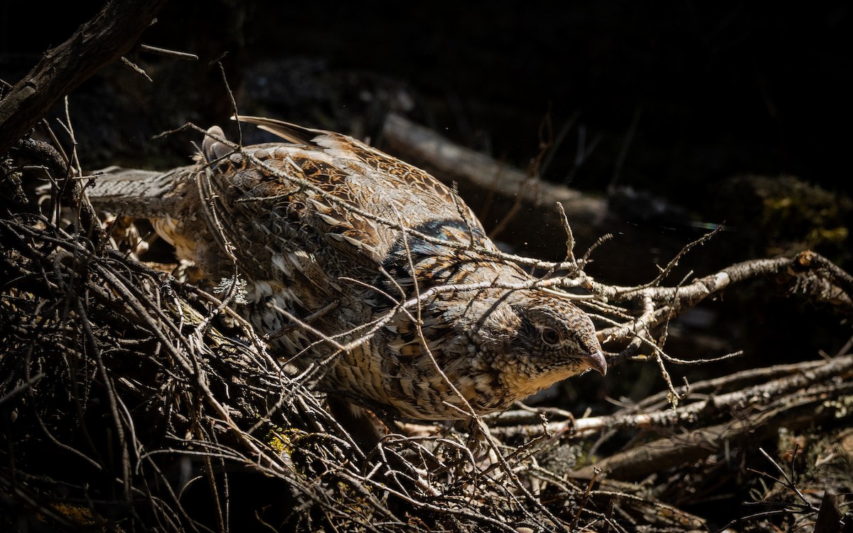 Ruffed Grouse - ML327366371