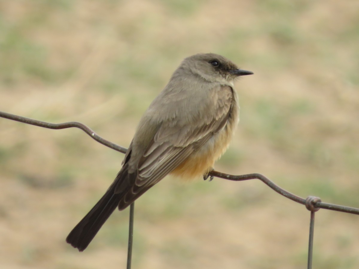 Say's Phoebe - Jennifer Hammett