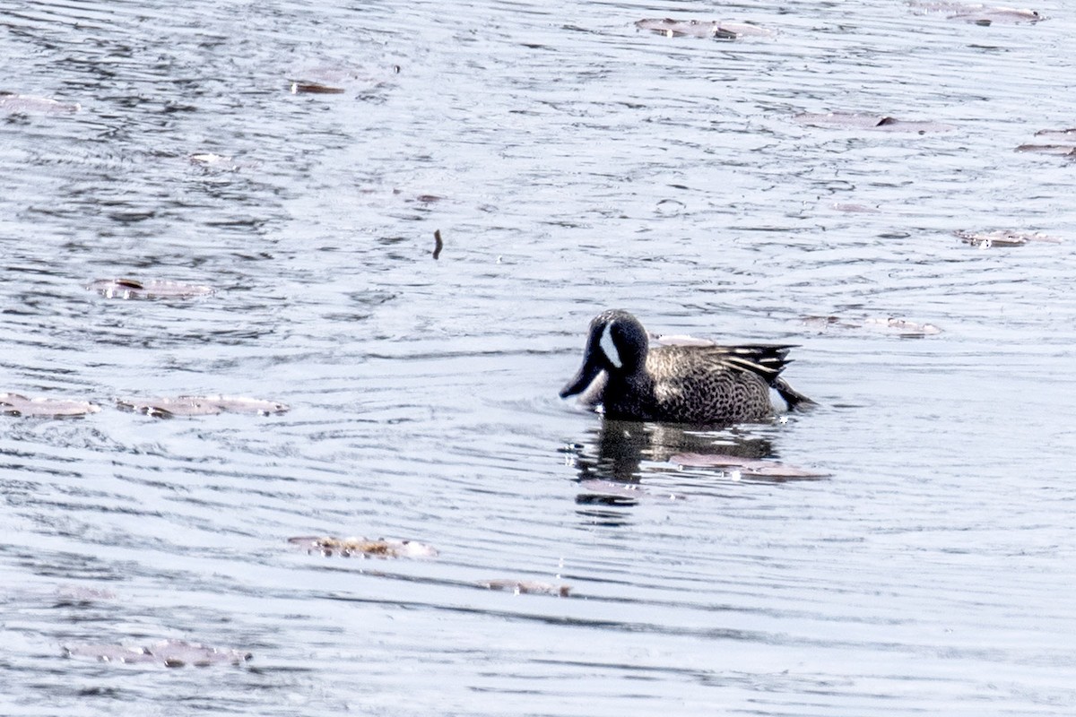 Blue-winged Teal - ML327367031