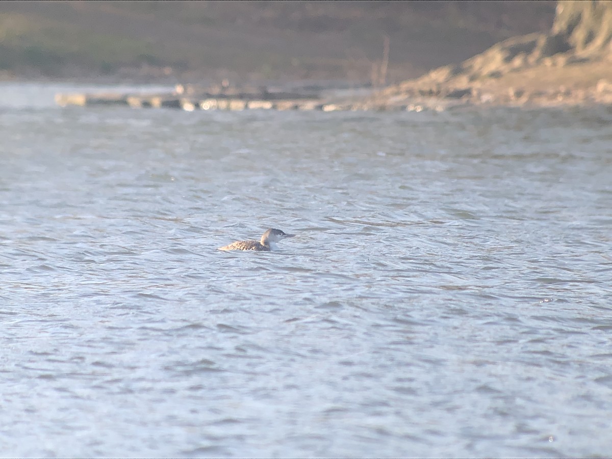 Red-throated Loon - ML327367101