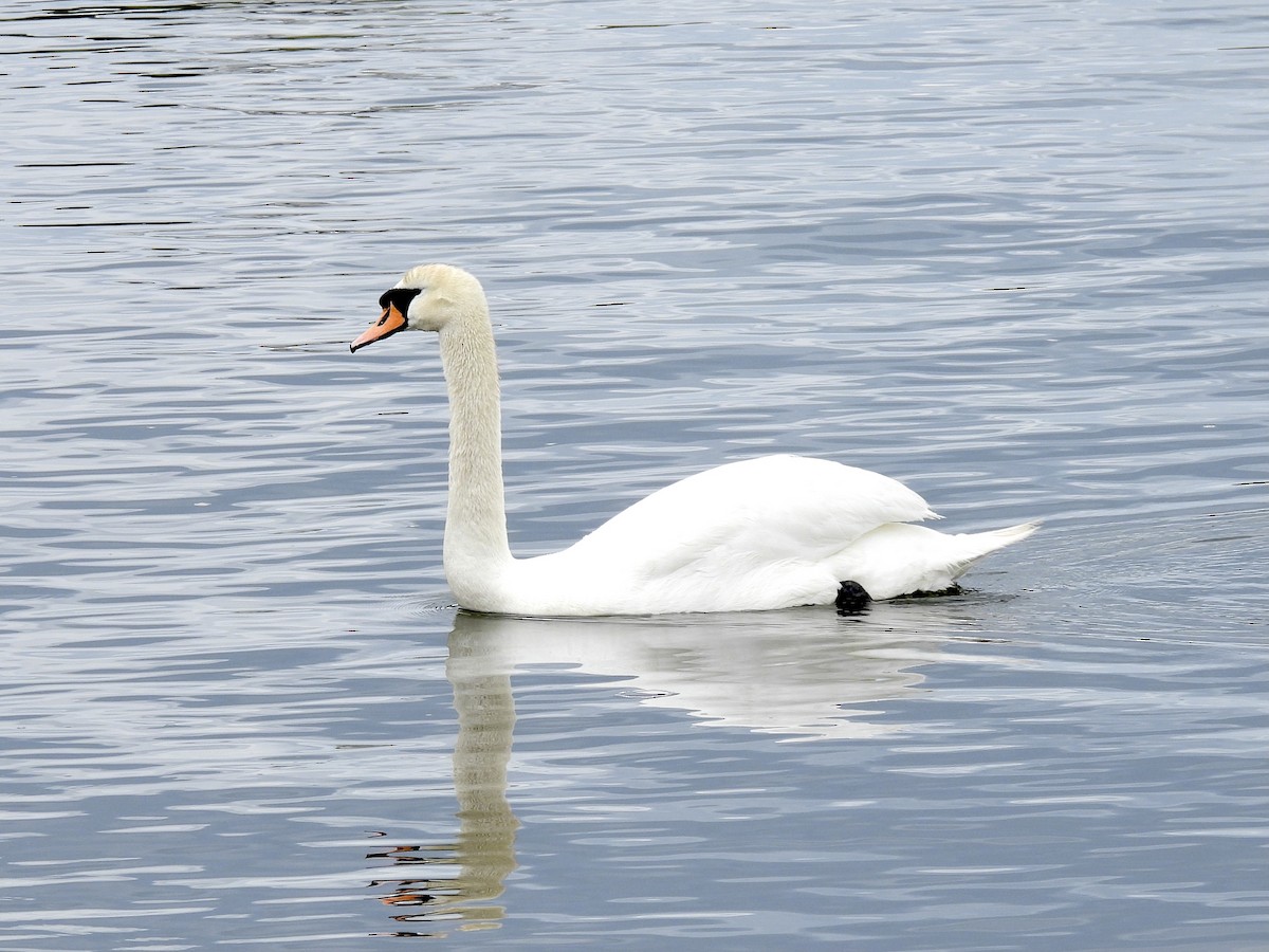 Cygne tuberculé - ML327369981
