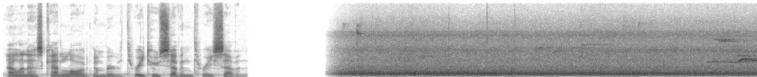 špaček bělokrký - ML32737