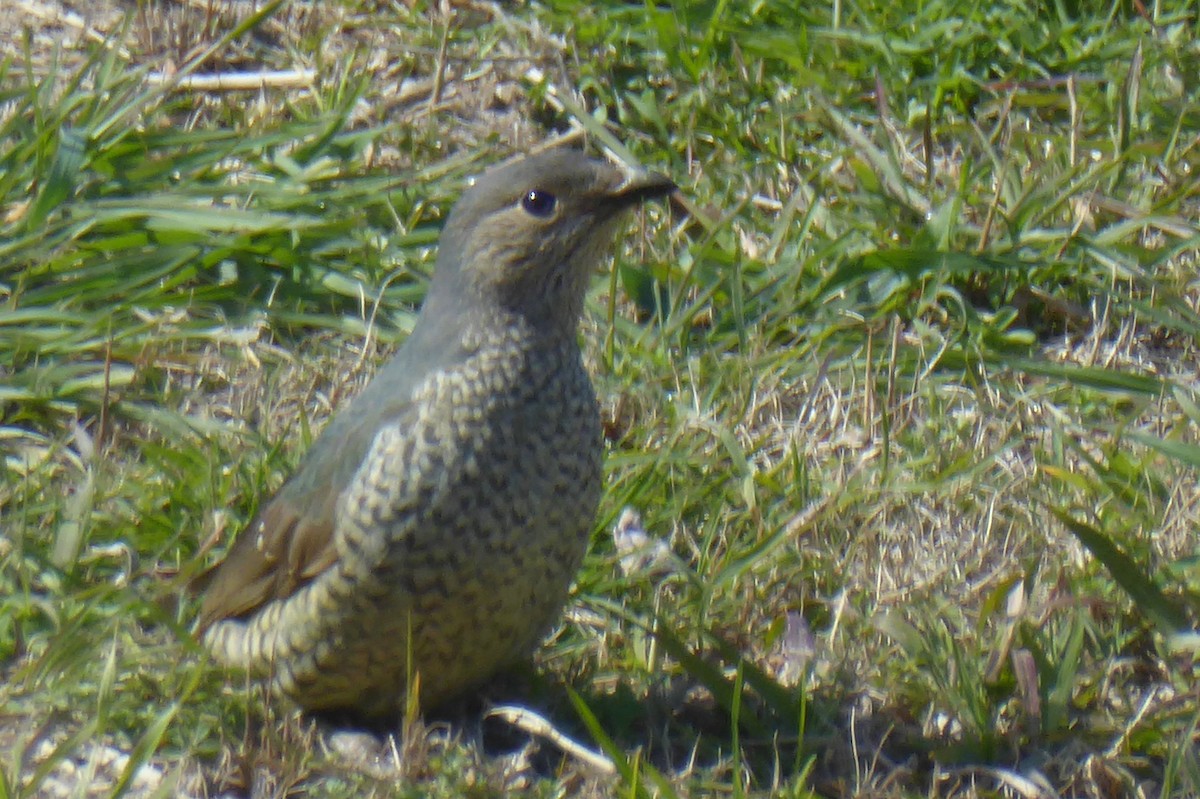 Satin Bowerbird - ML32737331