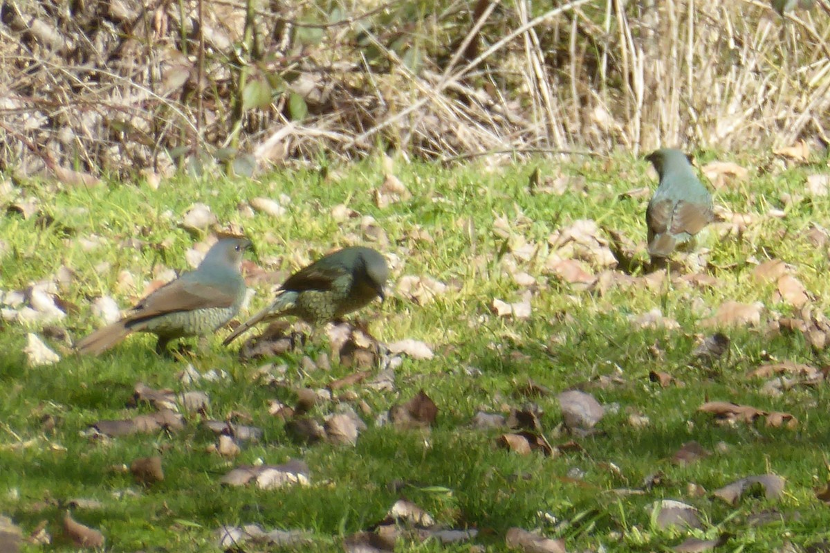 Satin Bowerbird - ML32737341