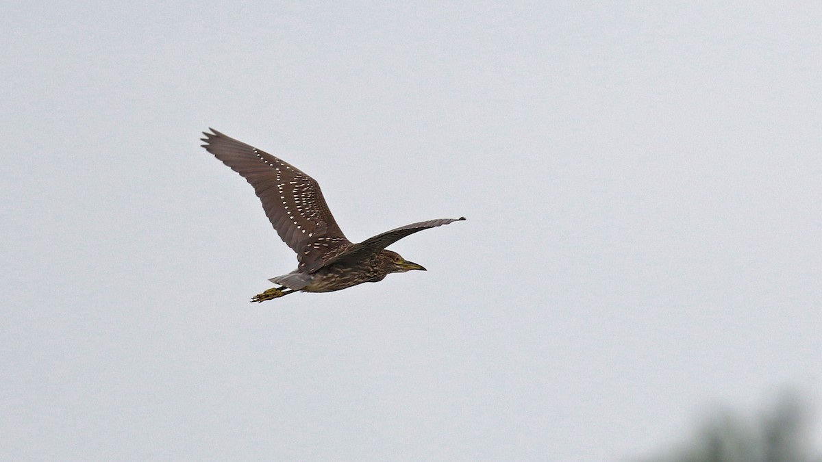 Black-crowned Night Heron - Daniel Jauvin