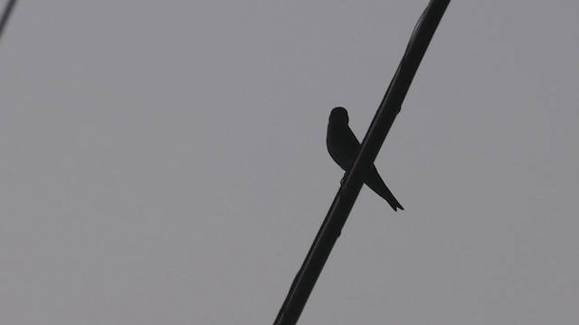 Northern Rough-winged Swallow - ML327378071