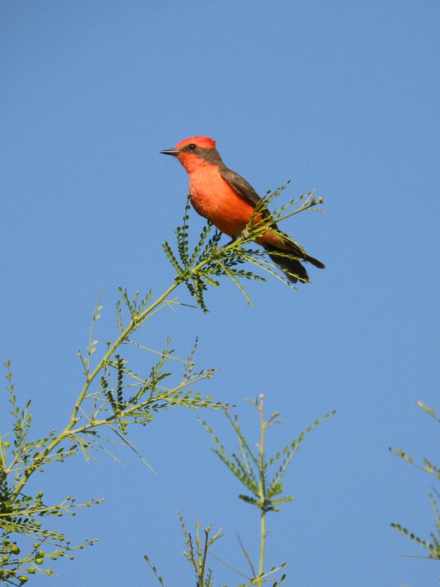 Vermilion Flycatcher - ML327378331