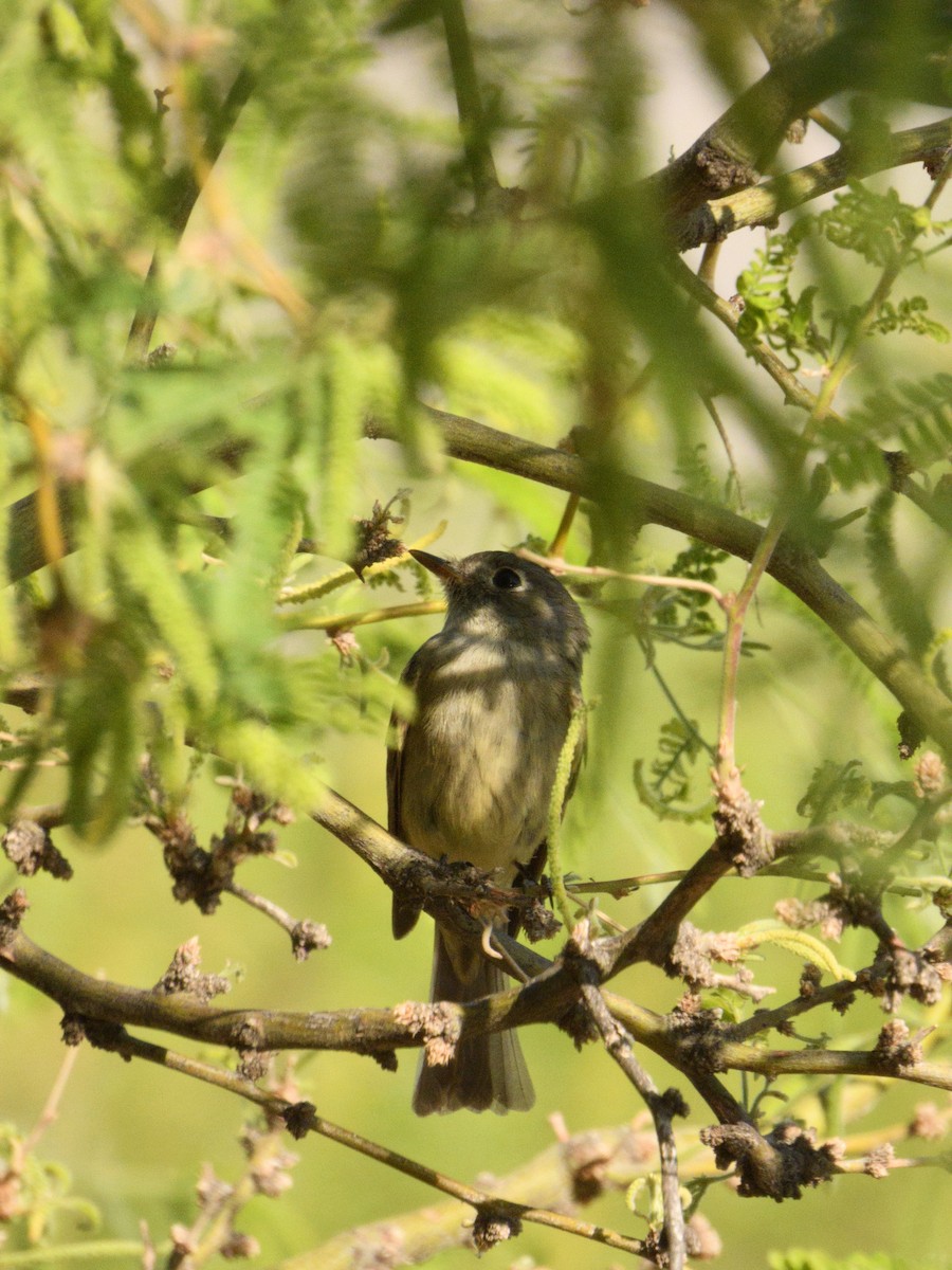 Dusky Flycatcher - nicole land