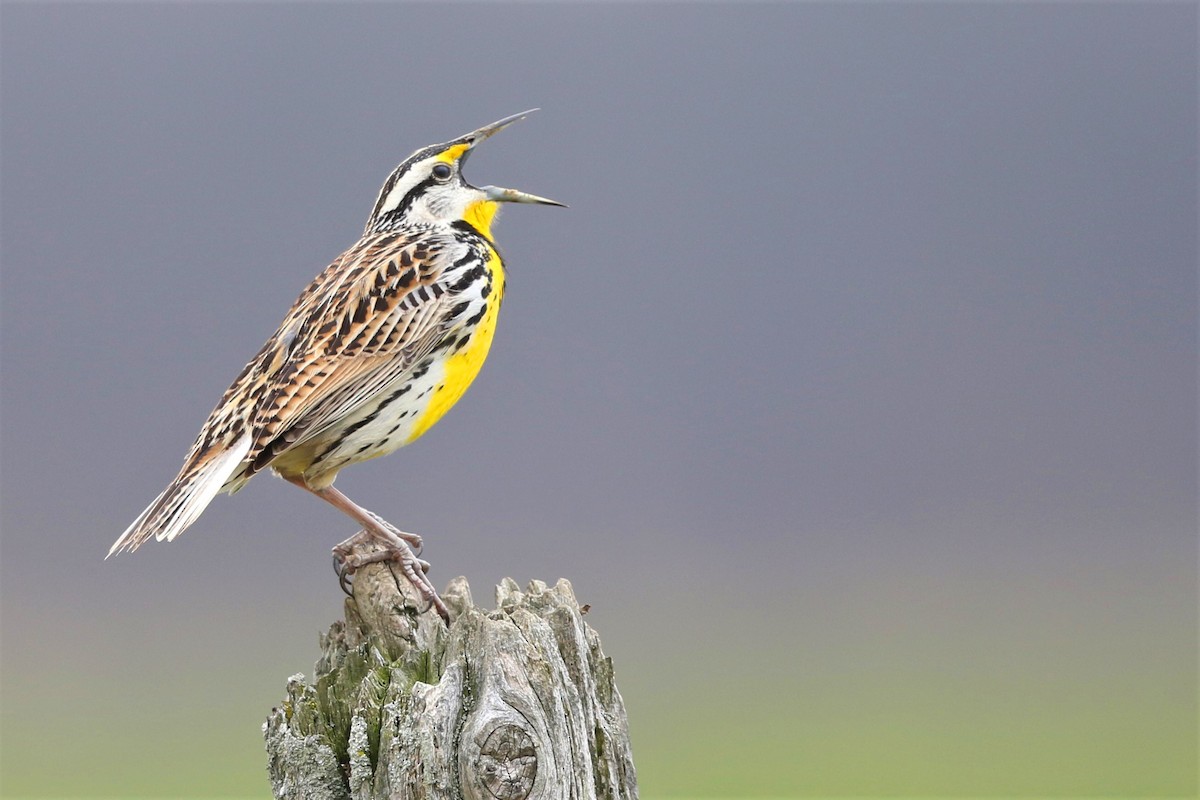 Eastern Meadowlark - Nathan Hood