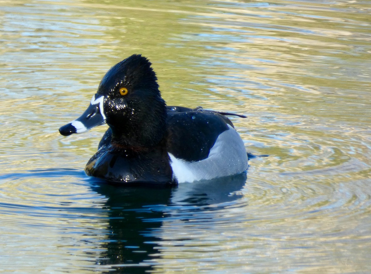 Ring-necked Duck - ML327381151