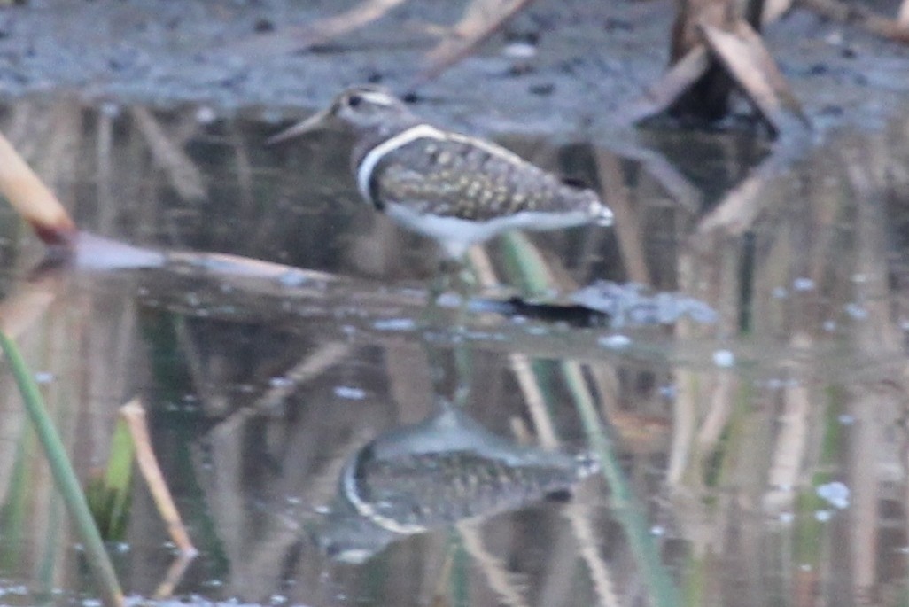 Australian Painted-Snipe - Richard Arnold