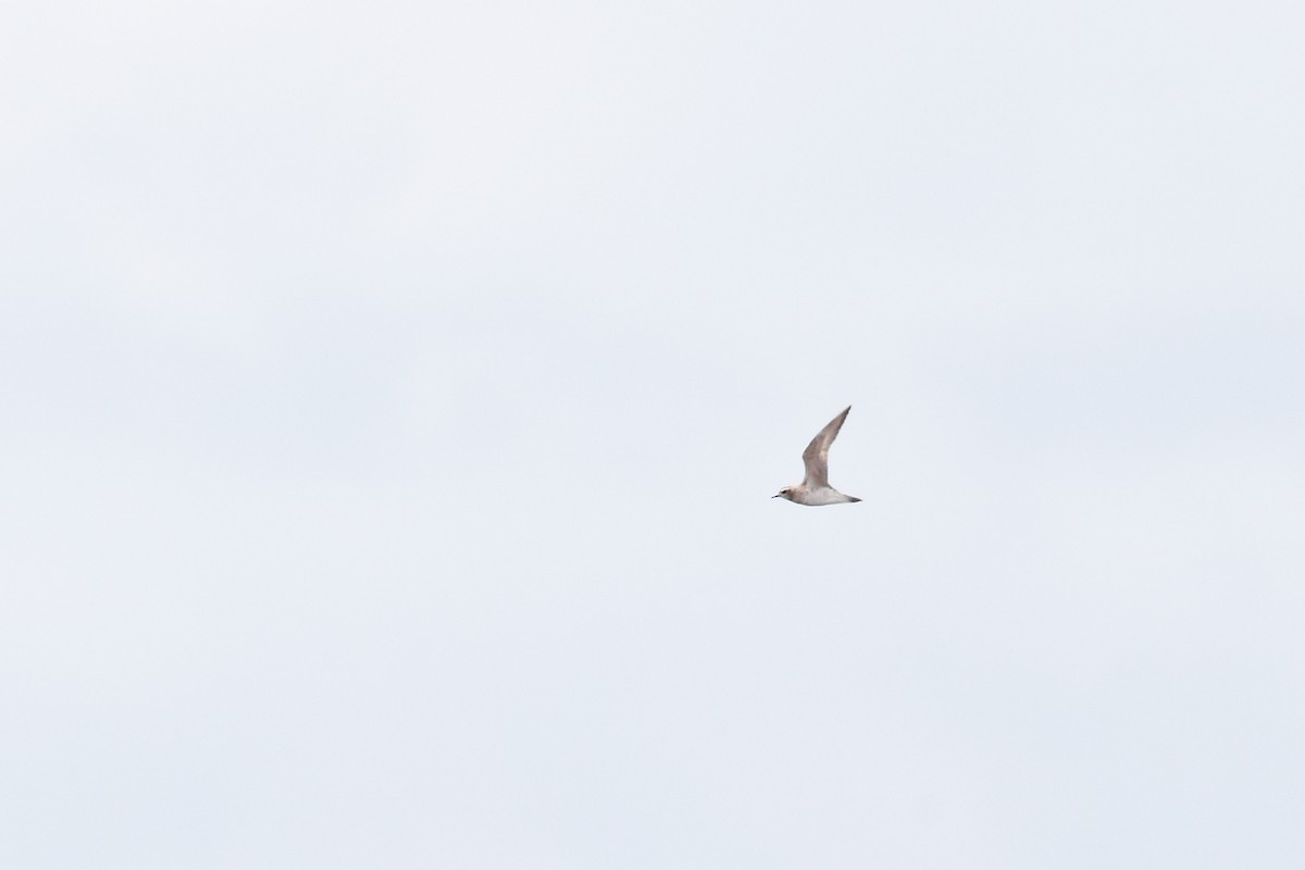 American Golden-Plover - ML327382331