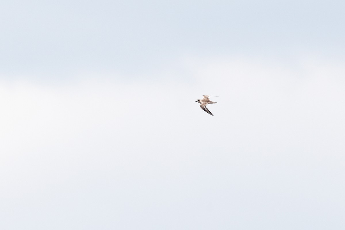 American Golden-Plover - ML327382471