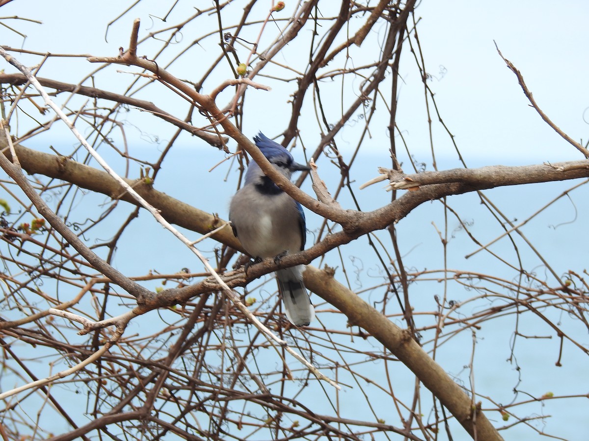 Blue Jay - ML327384011