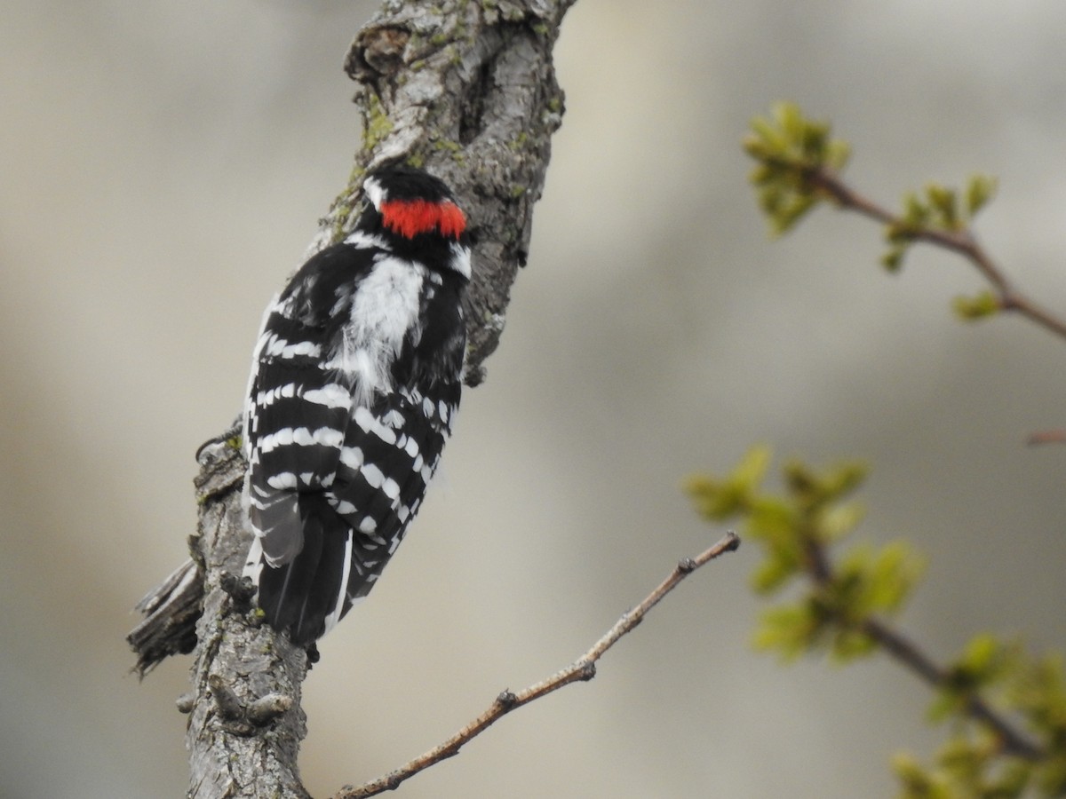 Downy Woodpecker - ML327384561