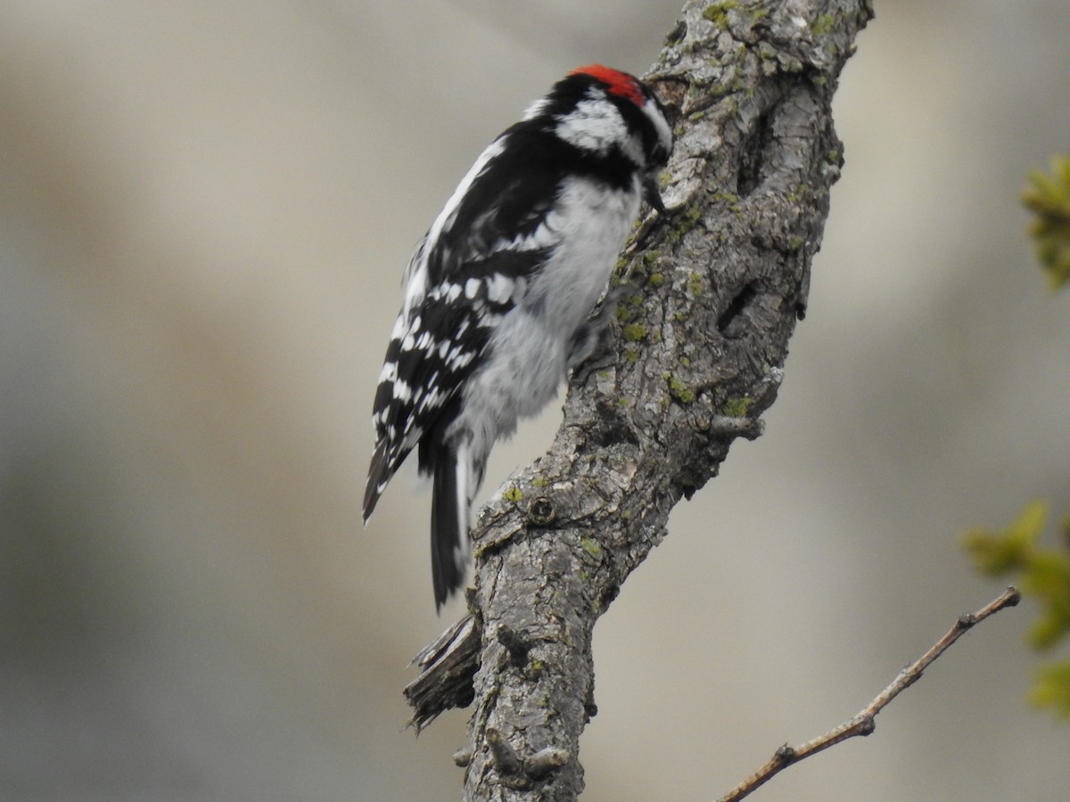 Downy Woodpecker - ML327384571