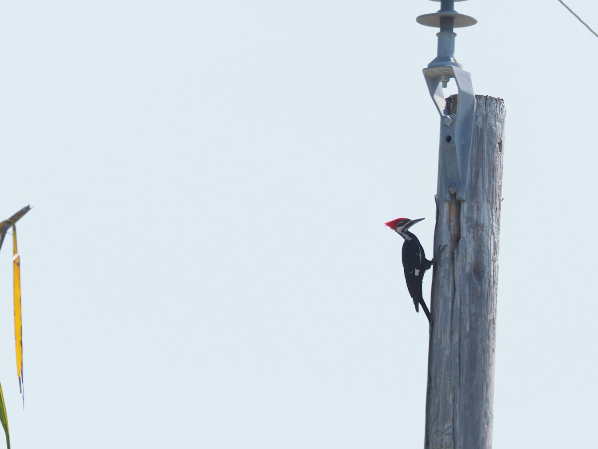 Pileated Woodpecker - ML327385351