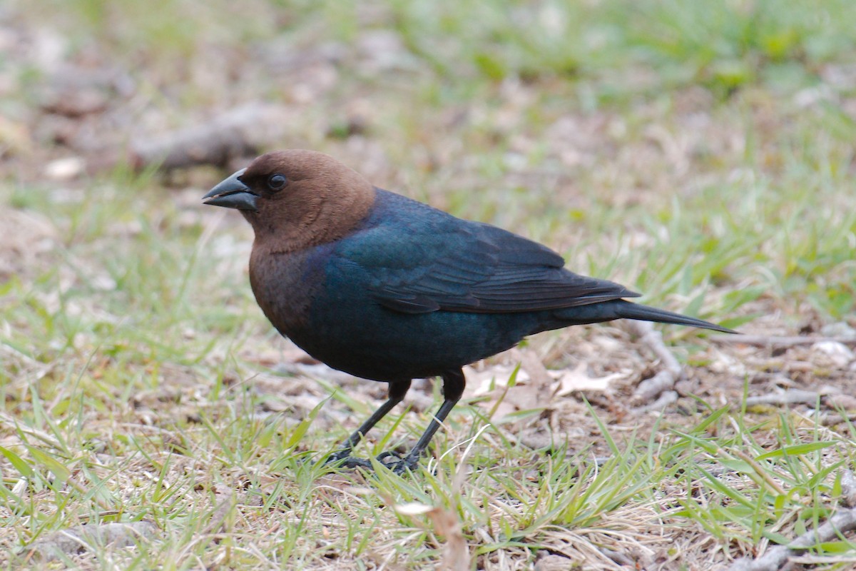 Brown-headed Cowbird - ML327385861