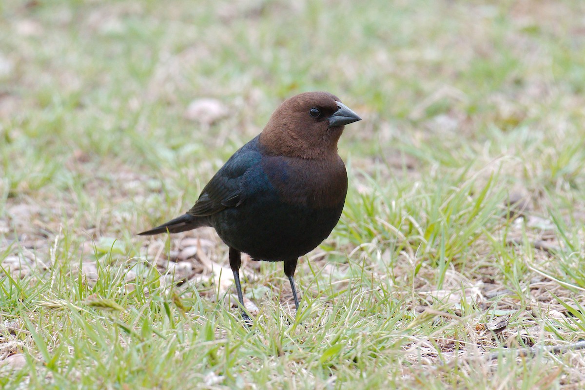 Brown-headed Cowbird - ML327385871