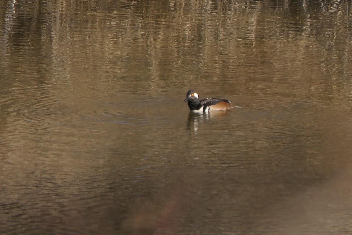 Hooded Merganser - ML327385921