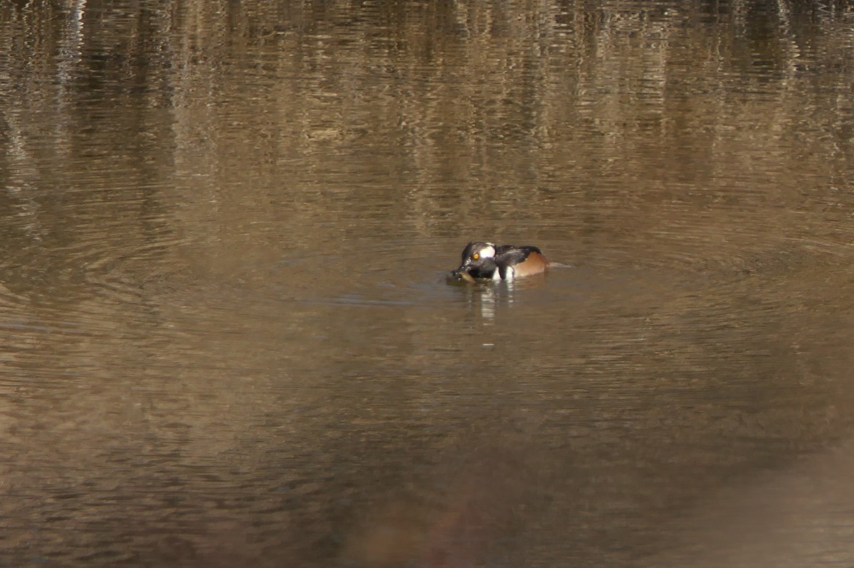 Hooded Merganser - ML327385981