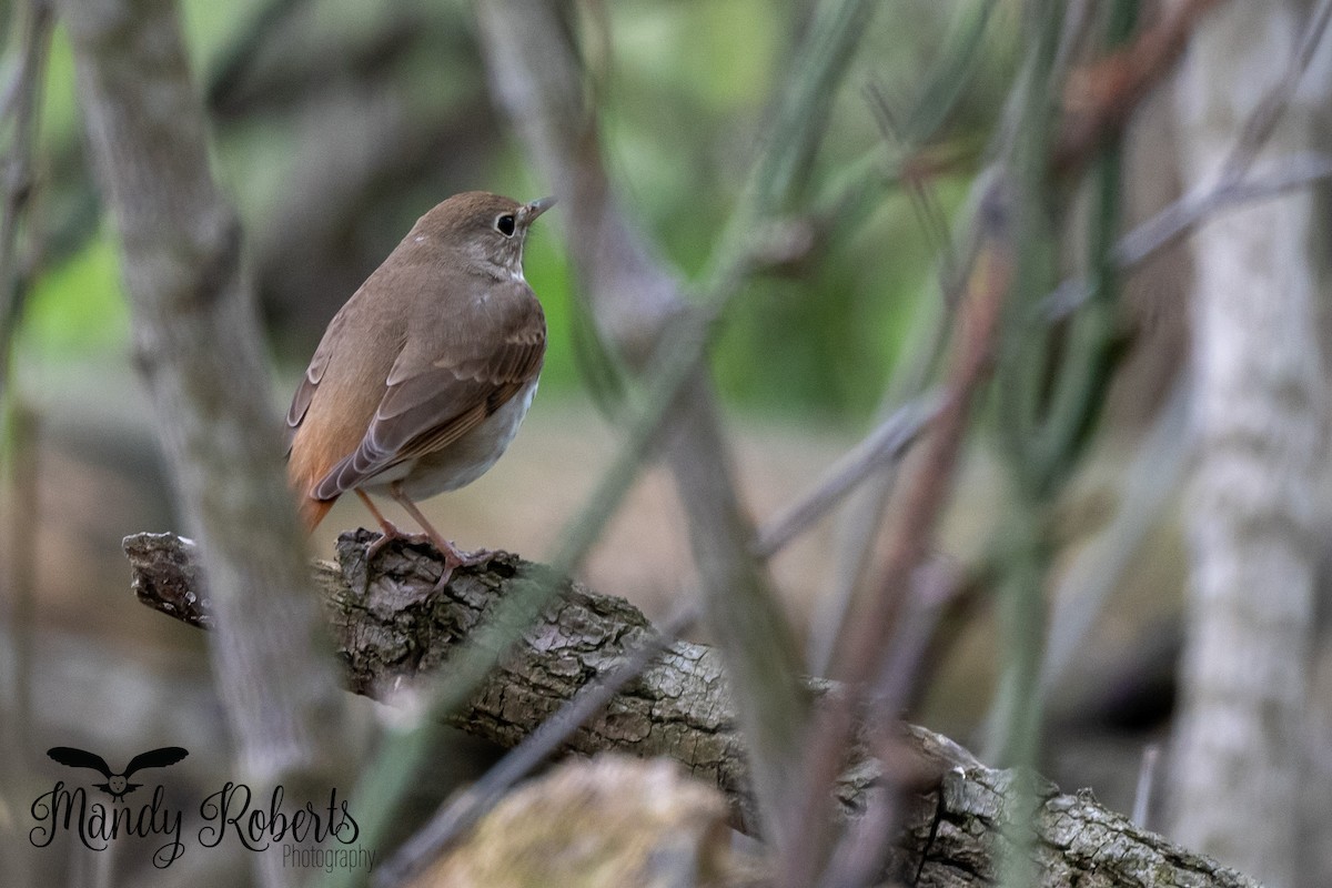 Hermit Thrush - Mandy Roberts