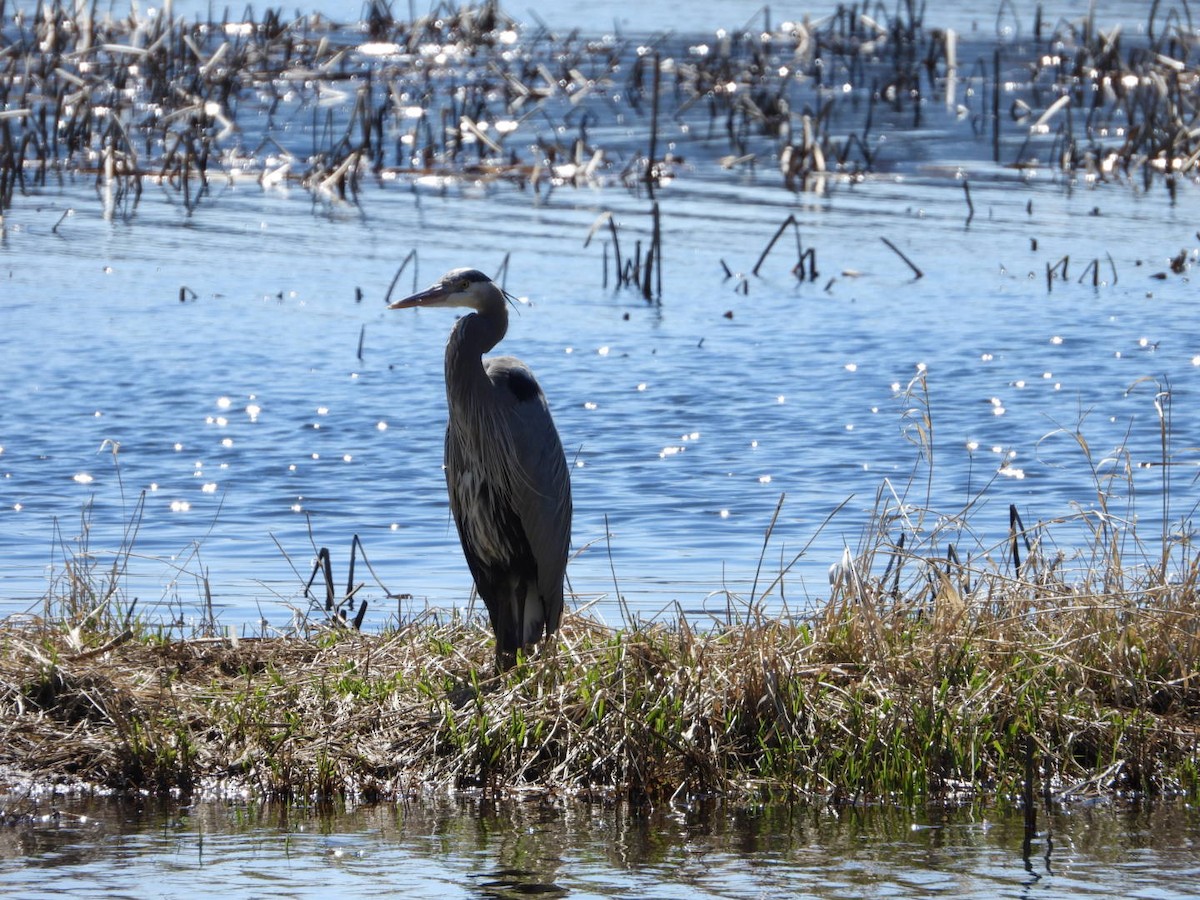 Great Blue Heron - ML327388001