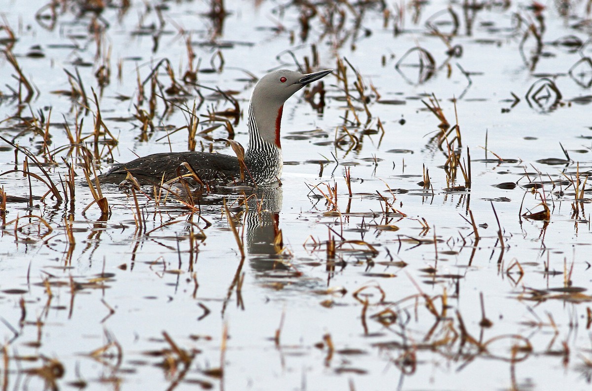 Red-throated Loon - ML32738971