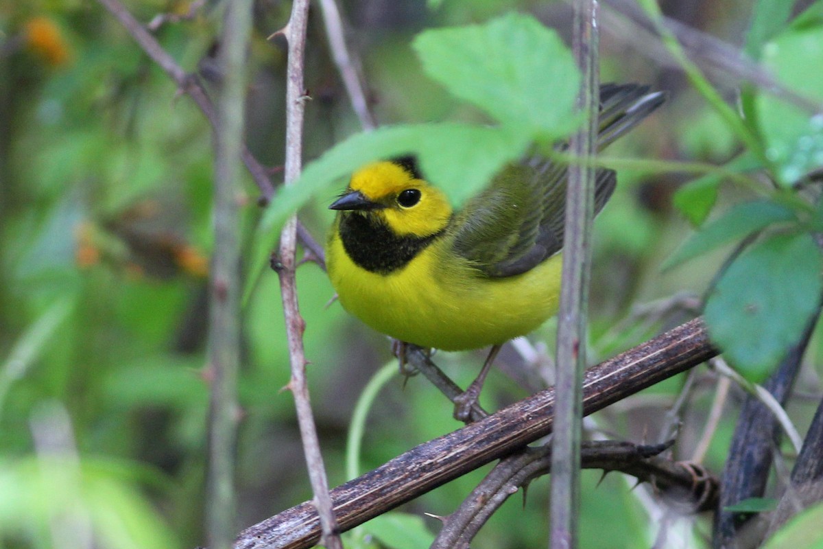 Hooded Warbler - Timothy P. Jones