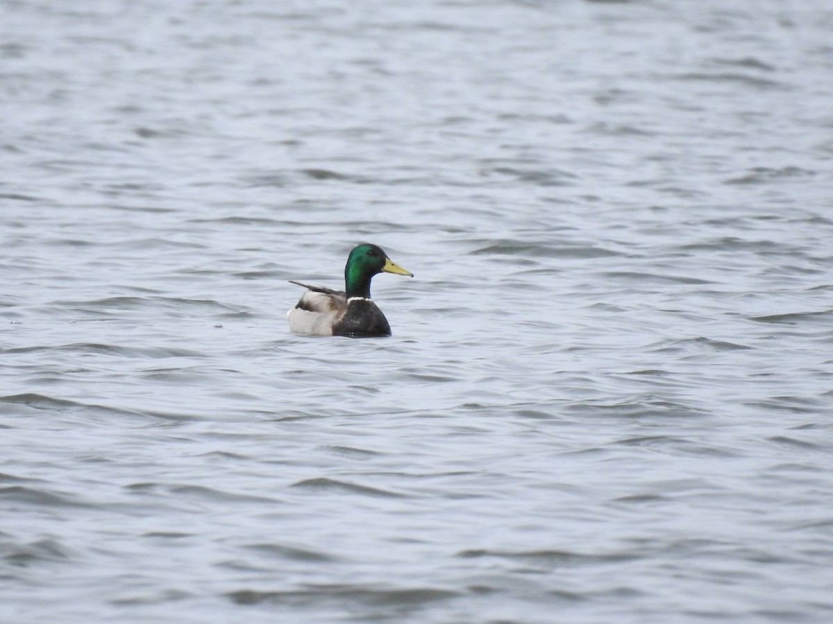 Canard colvert - ML327393101