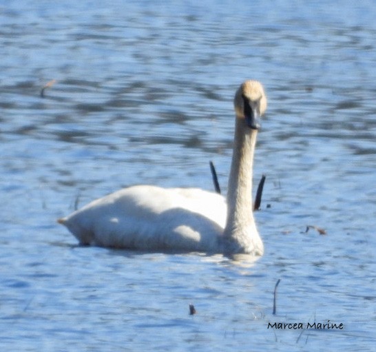 Trumpeter/Tundra Swan - ML327394011