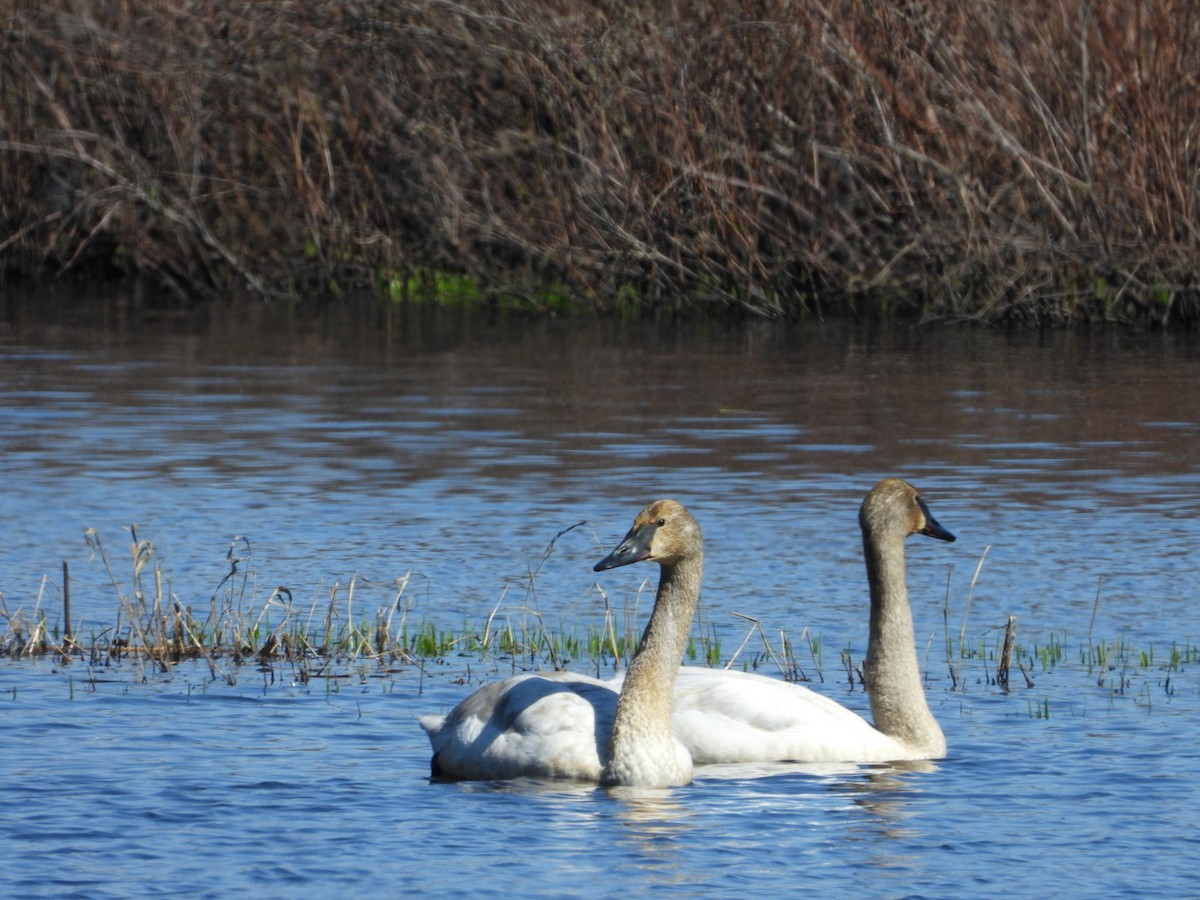 Trumpeter/Tundra Swan - ML327394021