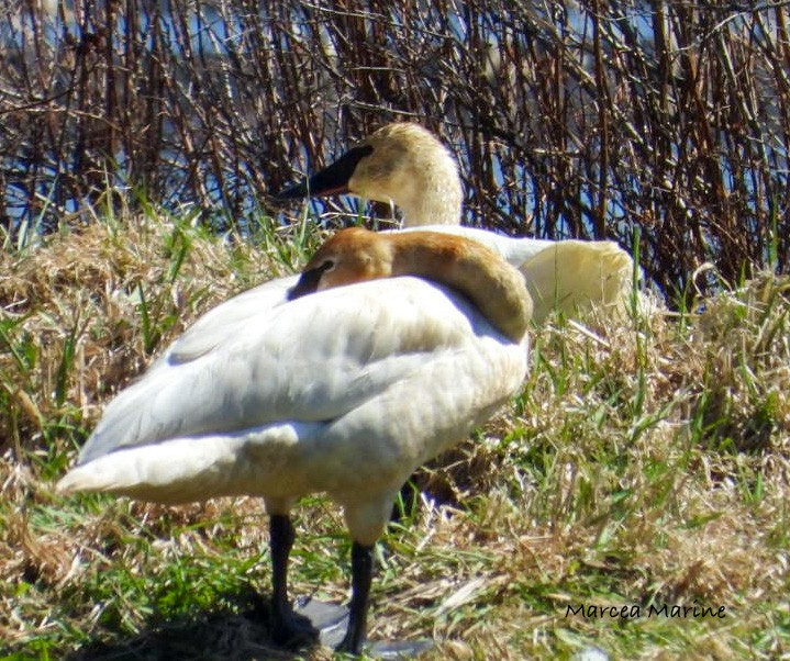 Trumpeter/Tundra Swan - ML327394031