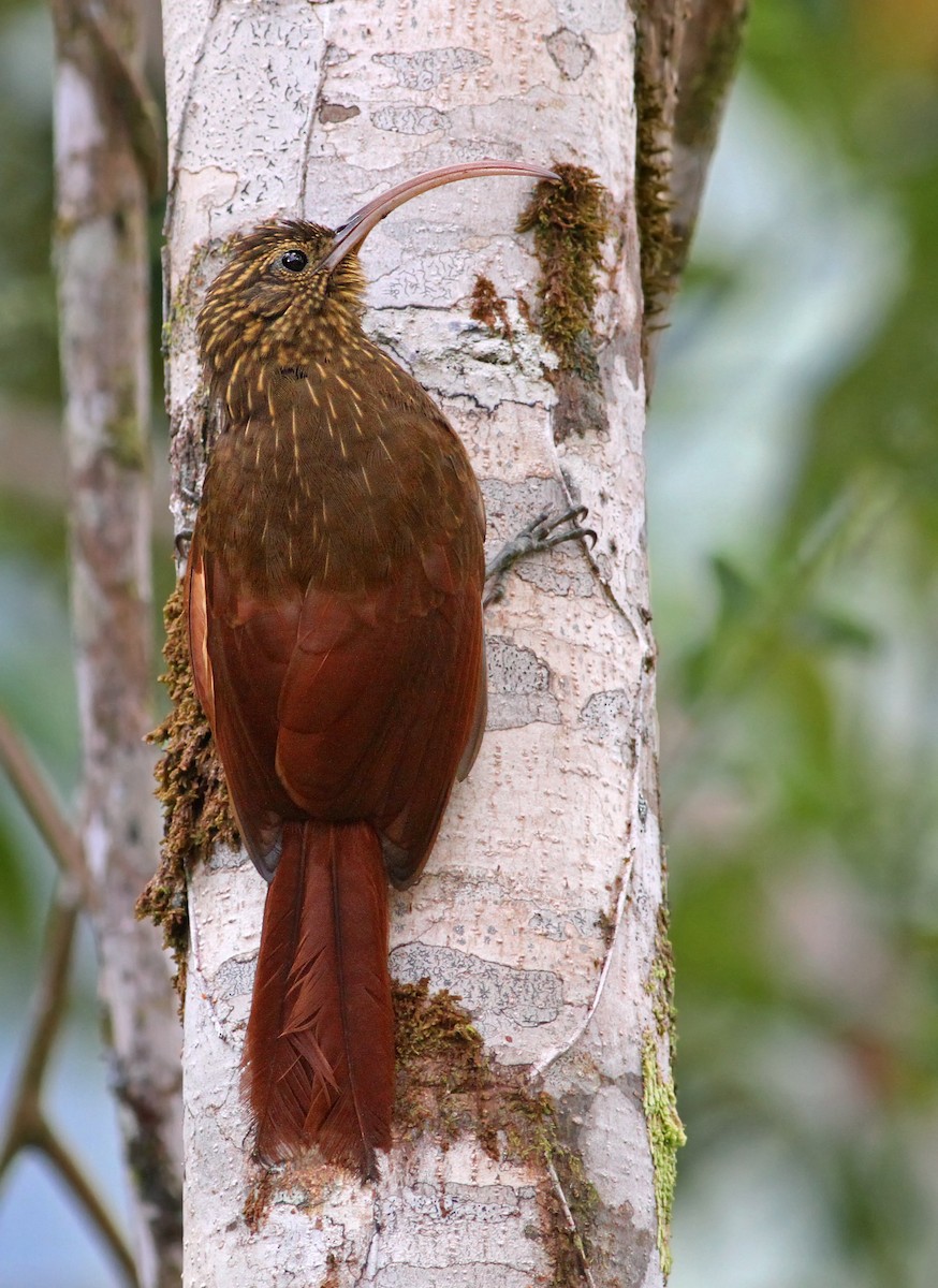 Brown-billed Scythebill - Andrew Spencer