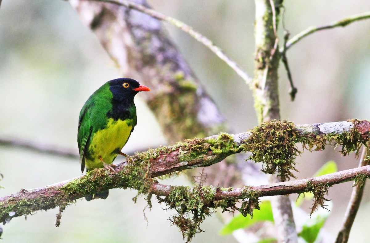 Black-chested Fruiteater - Andrew Spencer
