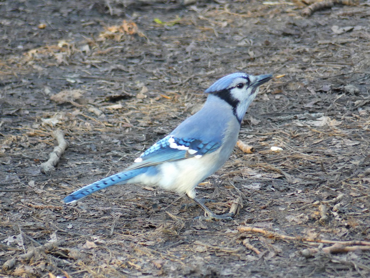 Blue Jay - ML327394871