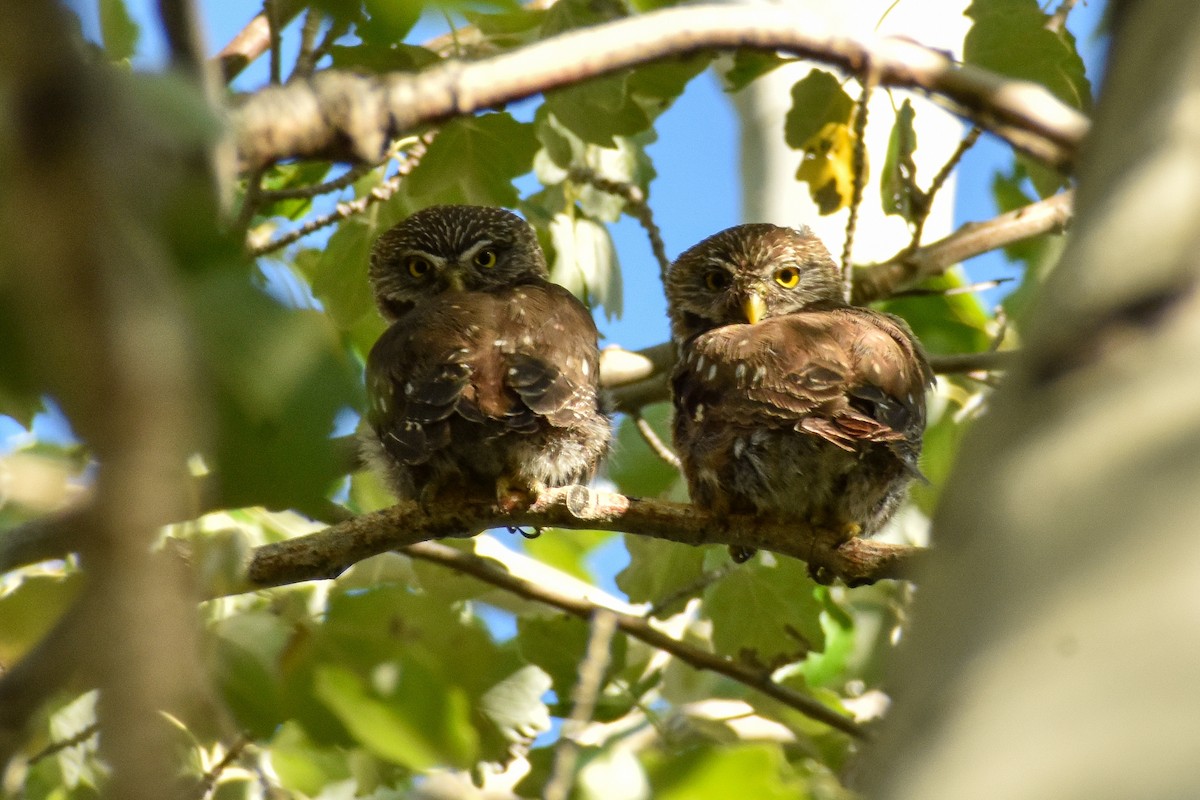 Austral Pygmy-Owl - ML327397771
