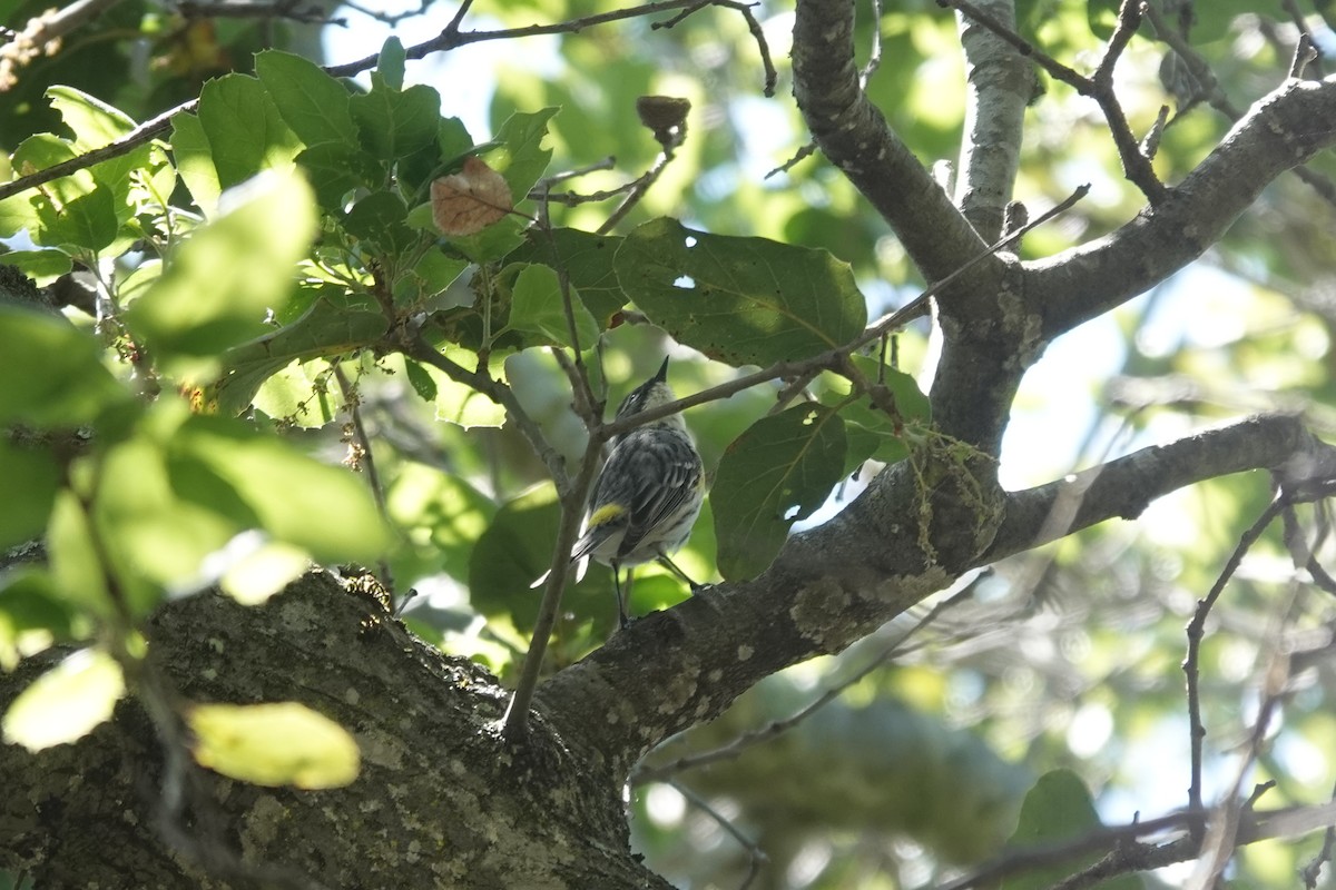 Yellow-rumped Warbler (Myrtle) - ML327398741