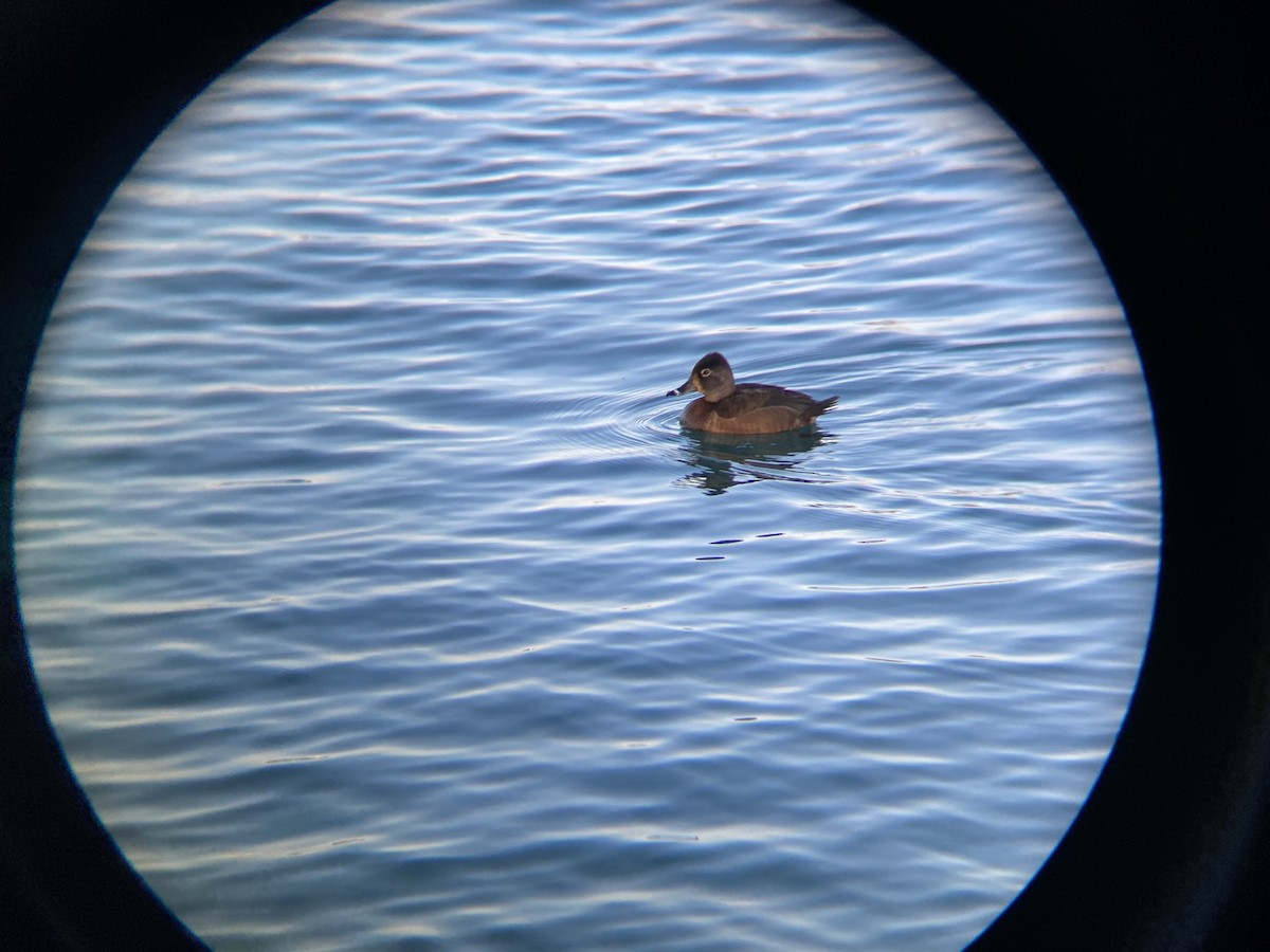 Ring-necked Duck - ML327400411