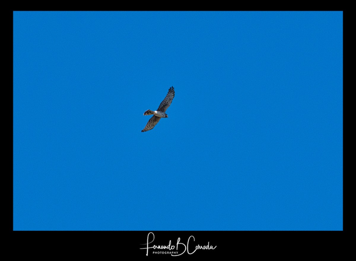 Northern Harrier - Fernando Corrada