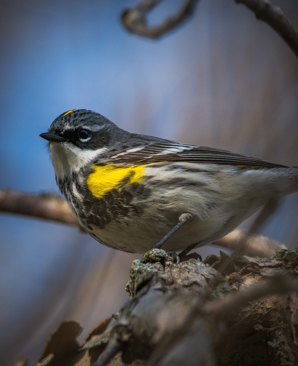 Yellow-rumped Warbler - ML327401941